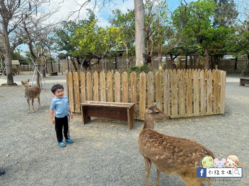 屏東縣恆春鎮親子出遊必收！《鹿境梅花鹿生態園區》最萌親子景點！零距離摸梅花鹿，還有水豚君團團包圍✨墾丁小奈良/門票優惠
