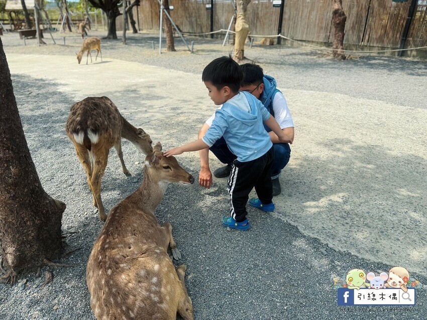 屏東縣恆春鎮親子出遊必收！《鹿境梅花鹿生態園區》最萌親子景點！零距離摸梅花鹿，還有水豚君團團包圍✨墾丁小奈良/門票優惠