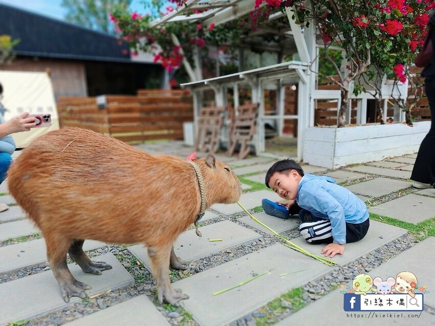 屏東縣恆春鎮親子出遊必收！《鹿境梅花鹿生態園區》最萌親子景點！零距離摸梅花鹿，還有水豚君團團包圍✨墾丁小奈良/門票優惠