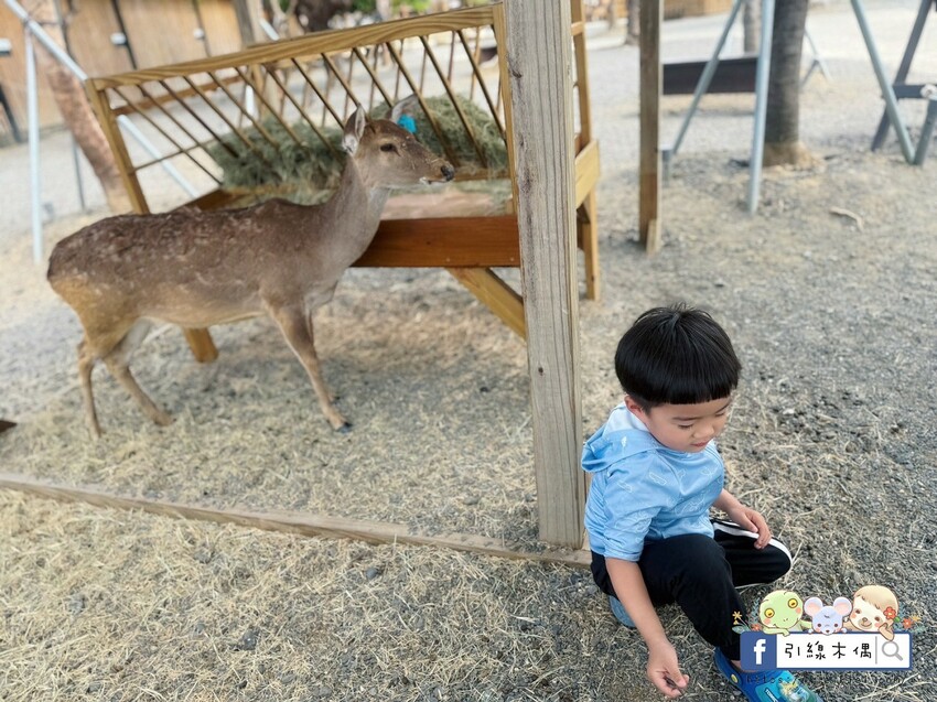 屏東縣恆春鎮親子出遊必收！《鹿境梅花鹿生態園區》最萌親子景點！零距離摸梅花鹿，還有水豚君團團包圍✨墾丁小奈良/門票優惠