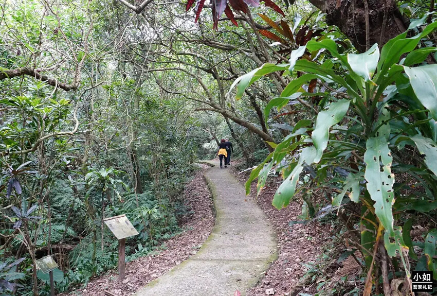 基隆市中正區【基隆步道】龍崗步道,走過槓子寮砲台,槓子寮山,三角點,大學內的步道！