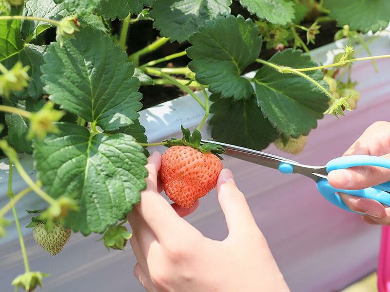 新竹寶山採草莓！菓匠農場免門票無農藥，高架種植夢幻白草莓、桃薰草莓開採。