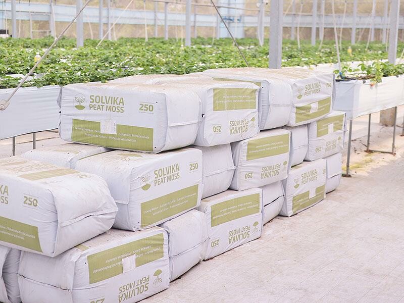 新竹寶山採草莓！菓匠農場免門票無農藥，高架種植夢幻白草莓、桃薰草莓開採。