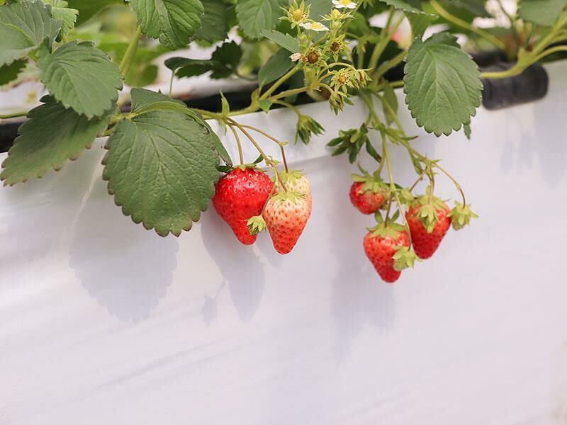 新竹寶山採草莓！菓匠農場免門票無農藥，高架種植夢幻白草莓、桃薰草莓開採。
