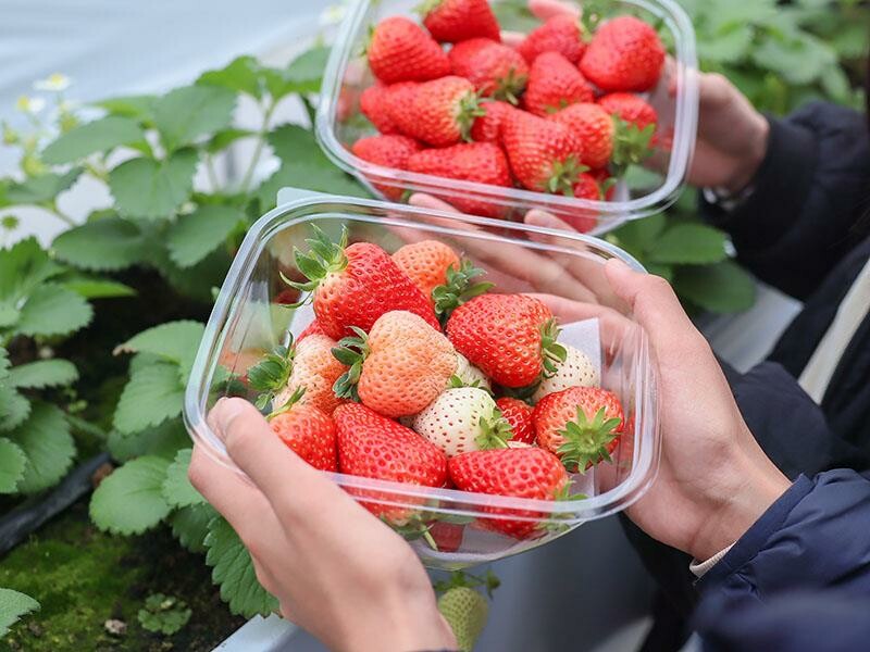 新竹寶山採草莓！菓匠農場免門票無農藥，高架種植夢幻白草莓、桃薰草莓開採。
