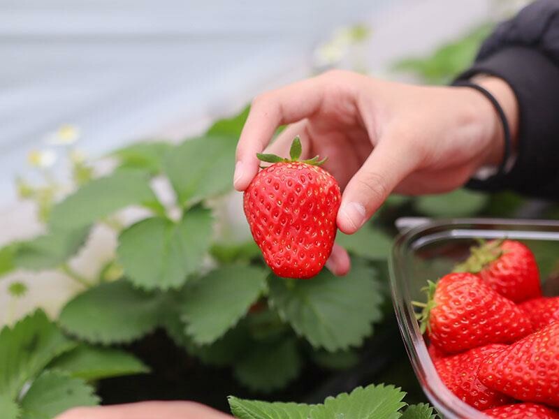 新竹寶山採草莓！菓匠農場免門票無農藥，高架種植夢幻白草莓、桃薰草莓開採。