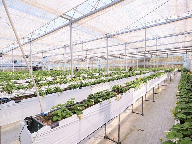 新竹寶山採草莓！菓匠農場免門票無農藥，高架種植夢幻白草莓、桃薰草莓開採。