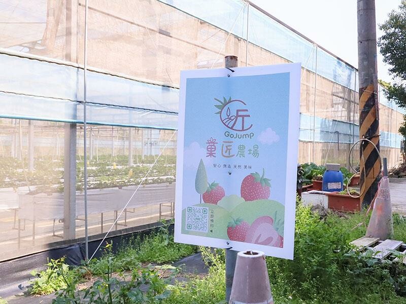 新竹寶山採草莓！菓匠農場免門票無農藥，高架種植夢幻白草莓、桃薰草莓開採。