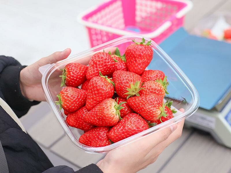 新竹寶山採草莓！菓匠農場免門票無農藥，高架種植夢幻白草莓、桃薰草莓開採。