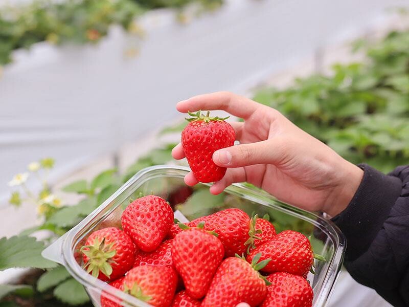 新竹寶山採草莓！菓匠農場免門票無農藥，高架種植夢幻白草莓、桃薰草莓開採。