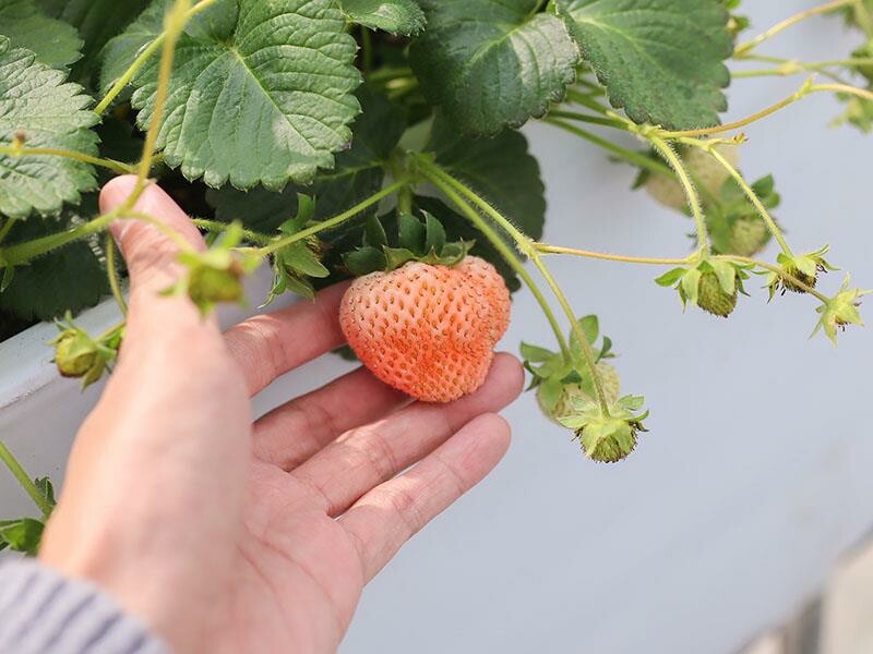 新竹寶山採草莓！菓匠農場免門票無農藥，高架種植夢幻白草莓、桃薰草莓開採。