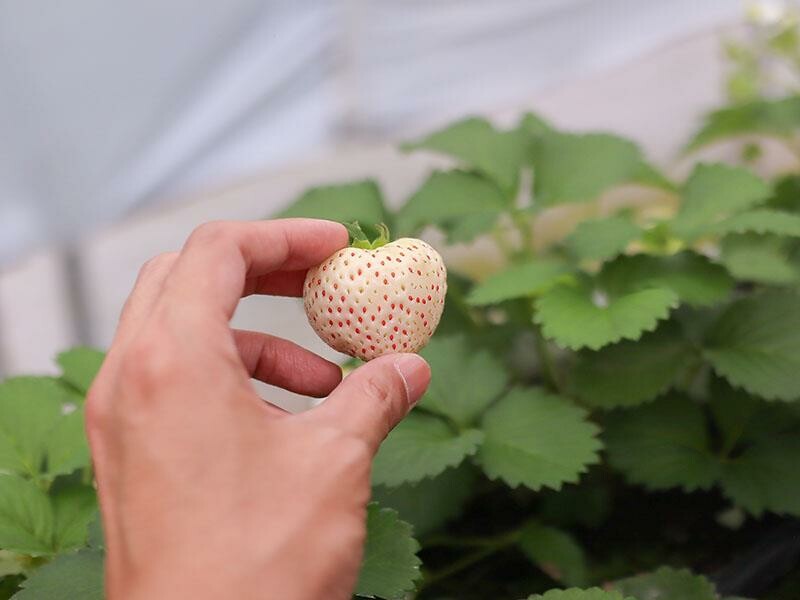 新竹寶山採草莓！菓匠農場免門票無農藥，高架種植夢幻白草莓、桃薰草莓開採。