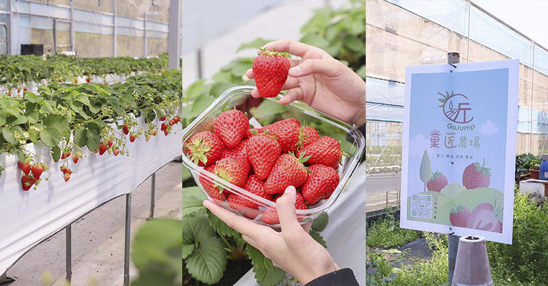 新竹寶山採草莓！菓匠農場免門票無農藥，高架種植夢幻白草莓、桃薰草莓開採。