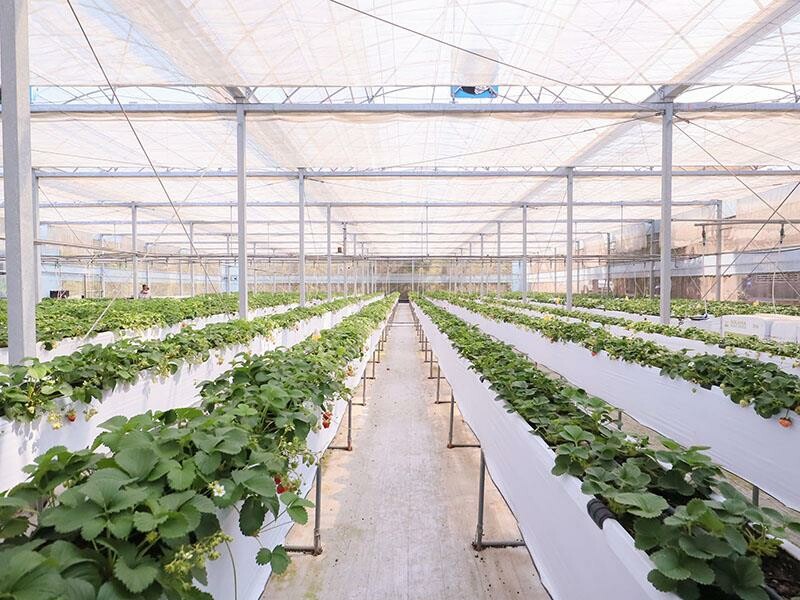 新竹寶山採草莓！菓匠農場免門票無農藥，高架種植夢幻白草莓、桃薰草莓開採。