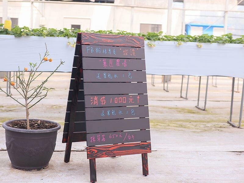 新竹寶山採草莓！菓匠農場免門票無農藥，高架種植夢幻白草莓、桃薰草莓開採。