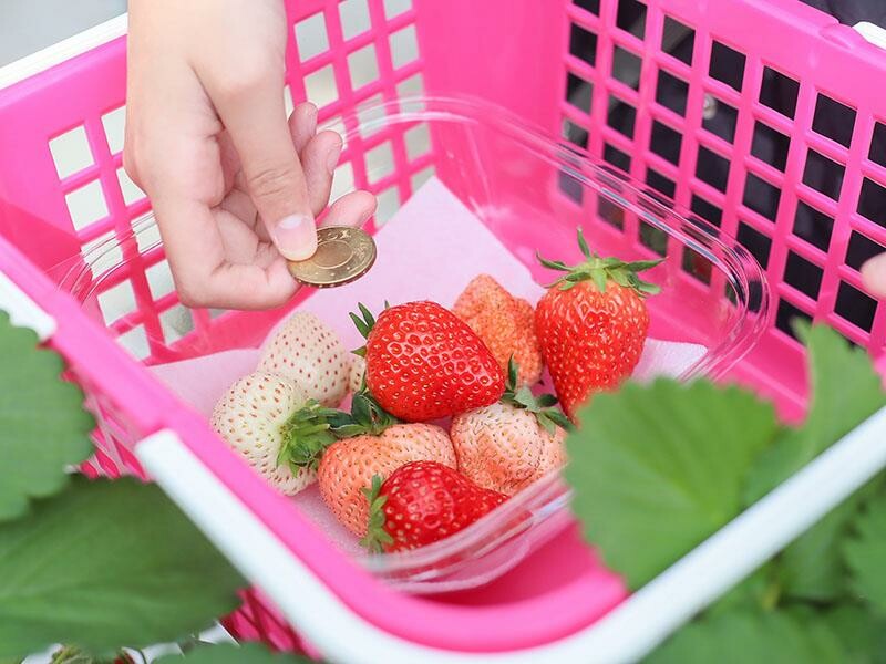 新竹寶山採草莓！菓匠農場免門票無農藥，高架種植夢幻白草莓、桃薰草莓開採。