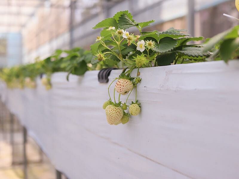 新竹寶山採草莓！菓匠農場免門票無農藥，高架種植夢幻白草莓、桃薰草莓開採。