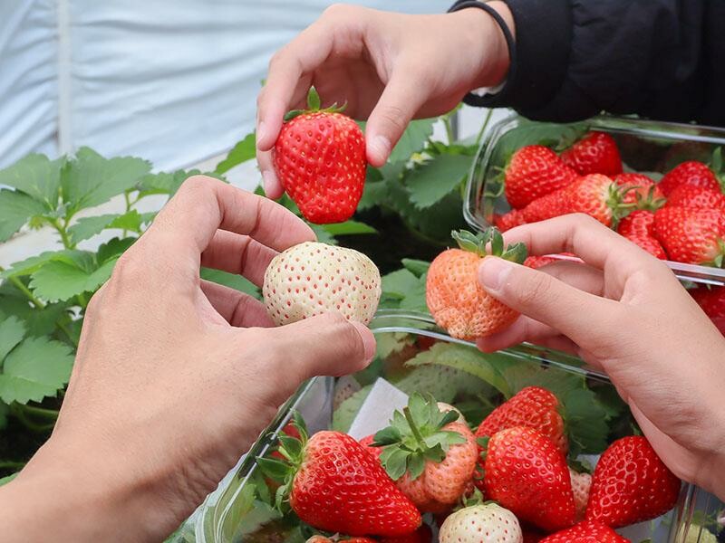 新竹寶山採草莓！菓匠農場免門票無農藥，高架種植夢幻白草莓、桃薰草莓開採。
