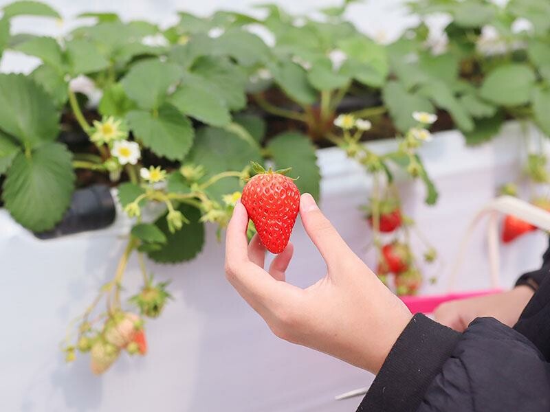 新竹寶山採草莓！菓匠農場免門票無農藥，高架種植夢幻白草莓、桃薰草莓開採。