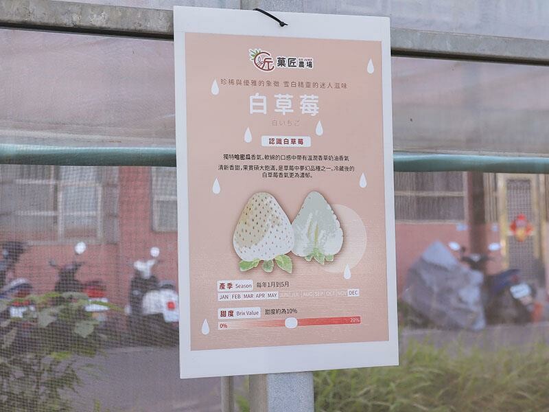 新竹寶山採草莓！菓匠農場免門票無農藥，高架種植夢幻白草莓、桃薰草莓開採。