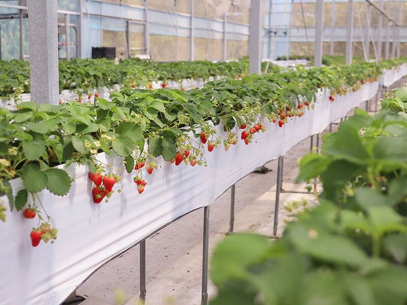 新竹寶山採草莓！菓匠農場免門票無農藥，高架種植夢幻白草莓、桃薰草莓開採。