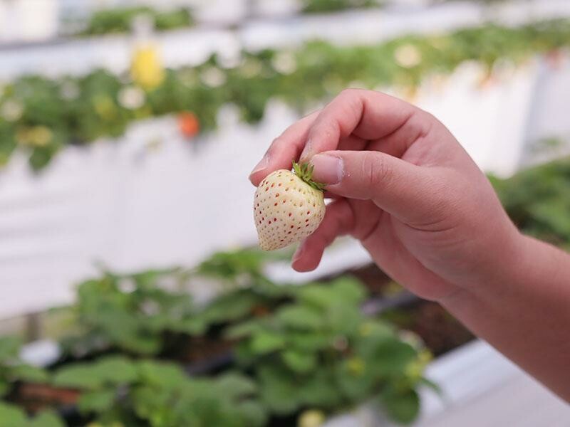 新竹寶山採草莓！菓匠農場免門票無農藥，高架種植夢幻白草莓、桃薰草莓開採。