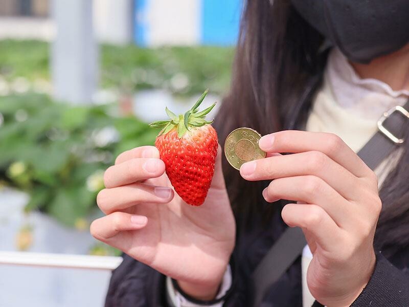 新竹寶山採草莓！菓匠農場免門票無農藥，高架種植夢幻白草莓、桃薰草莓開採。