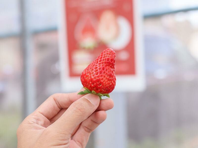 新竹寶山採草莓！菓匠農場免門票無農藥，高架種植夢幻白草莓、桃薰草莓開採。