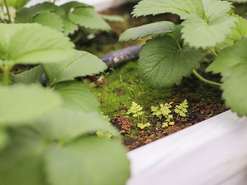 新竹寶山採草莓！菓匠農場免門票無農藥，高架種植夢幻白草莓、桃薰草莓開採。
