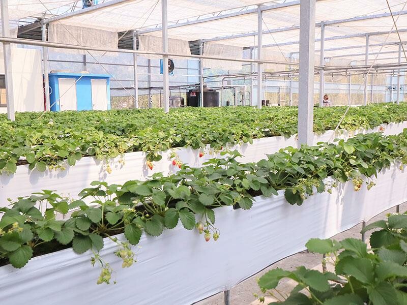 新竹寶山採草莓！菓匠農場免門票無農藥，高架種植夢幻白草莓、桃薰草莓開採。