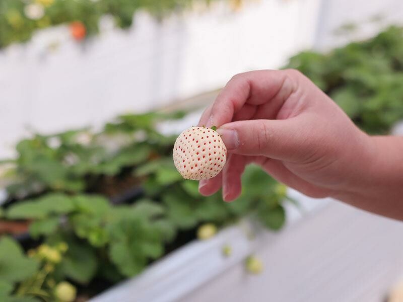 新竹寶山採草莓！菓匠農場免門票無農藥，高架種植夢幻白草莓、桃薰草莓開採。