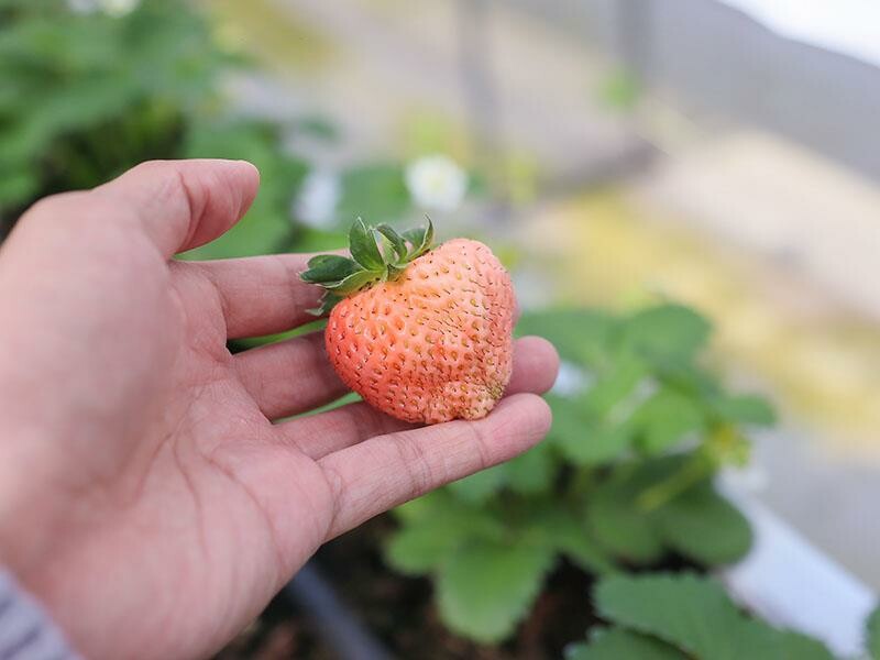 新竹寶山採草莓！菓匠農場免門票無農藥，高架種植夢幻白草莓、桃薰草莓開採。