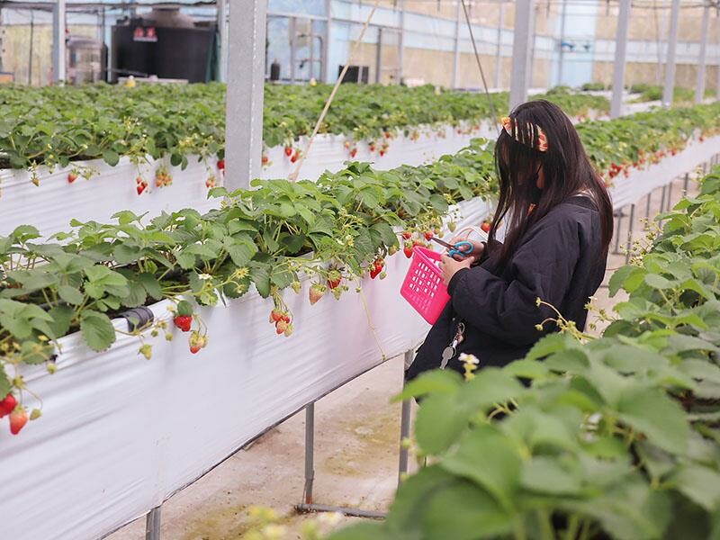 新竹寶山採草莓！菓匠農場免門票無農藥，高架種植夢幻白草莓、桃薰草莓開採。