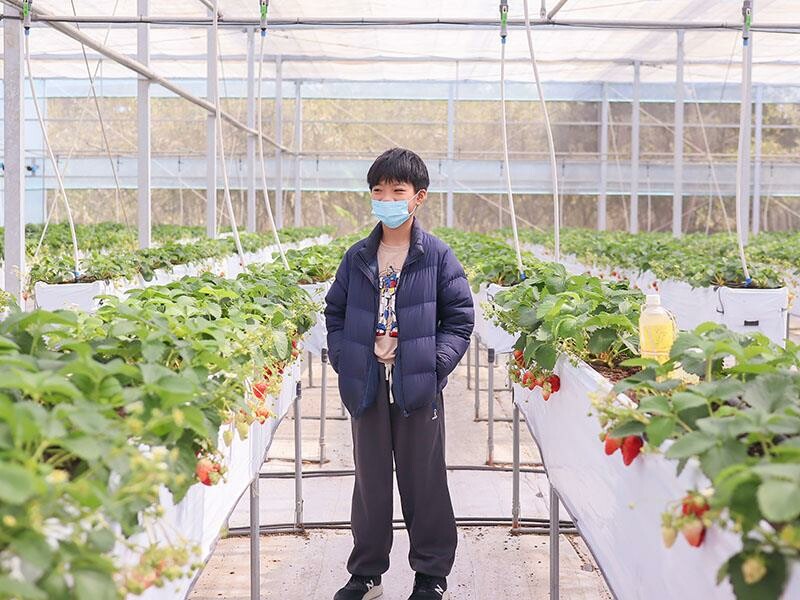 新竹寶山採草莓！菓匠農場免門票無農藥，高架種植夢幻白草莓、桃薰草莓開採。