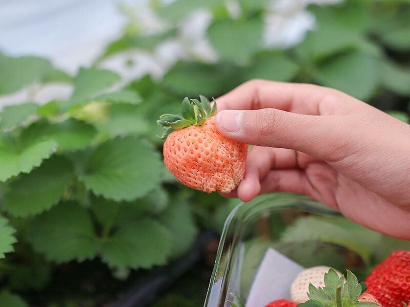 新竹寶山採草莓！菓匠農場免門票無農藥，高架種植夢幻白草莓、桃薰草莓開採。