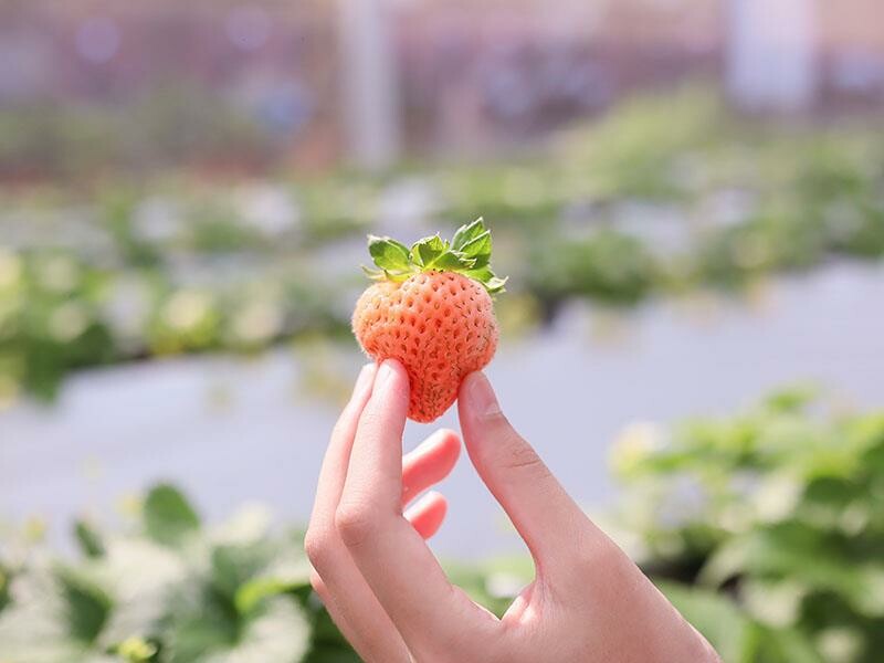 新竹寶山採草莓！菓匠農場免門票無農藥，高架種植夢幻白草莓、桃薰草莓開採。