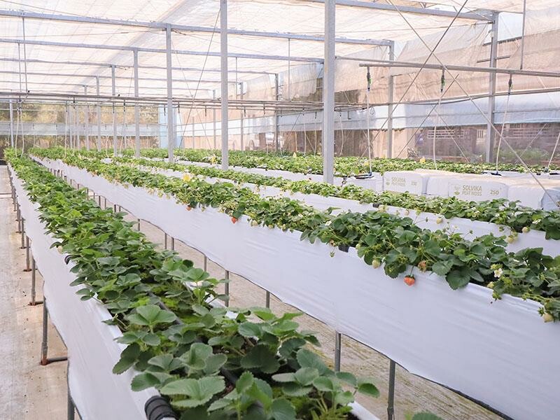 新竹寶山採草莓！菓匠農場免門票無農藥，高架種植夢幻白草莓、桃薰草莓開採。