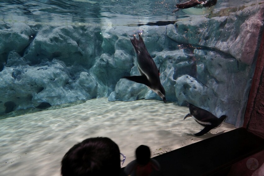 日本沖繩新型娛樂水族館、餵食預約、門票＆交通全解析｜DMM KARIYUSHI水族館完整攻略