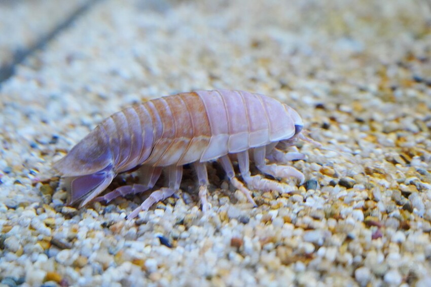 日本沖繩新型娛樂水族館、餵食預約、門票＆交通全解析｜DMM KARIYUSHI水族館完整攻略