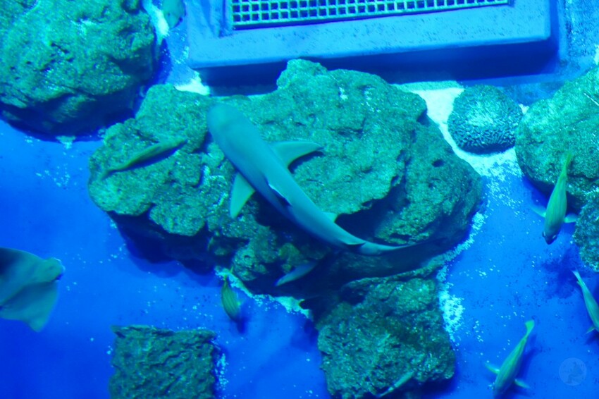 日本沖繩新型娛樂水族館、餵食預約、門票＆交通全解析｜DMM KARIYUSHI水族館完整攻略