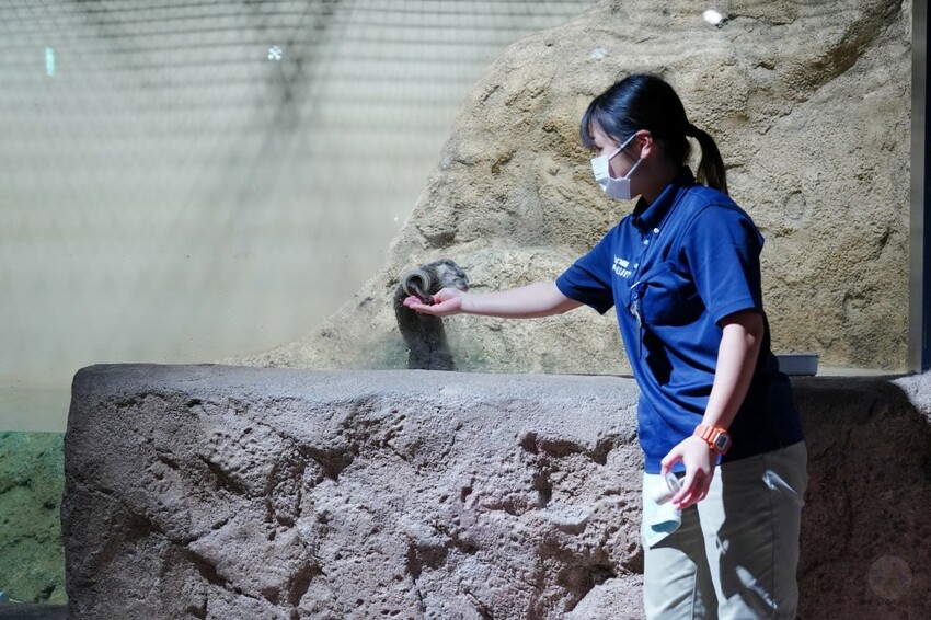日本沖繩新型娛樂水族館、餵食預約、門票＆交通全解析｜DMM KARIYUSHI水族館完整攻略