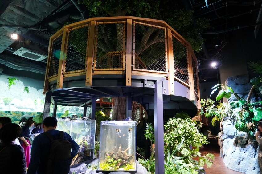 日本沖繩新型娛樂水族館、餵食預約、門票＆交通全解析｜DMM KARIYUSHI水族館完整攻略