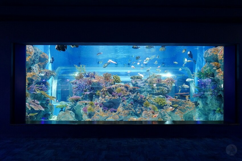 日本沖繩新型娛樂水族館、餵食預約、門票＆交通全解析｜DMM KARIYUSHI水族館完整攻略
