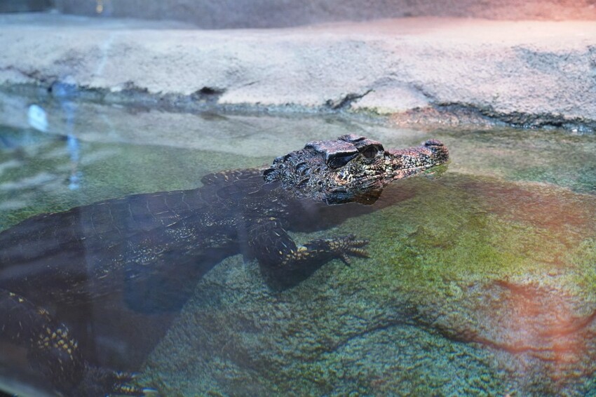 日本沖繩新型娛樂水族館、餵食預約、門票＆交通全解析｜DMM KARIYUSHI水族館完整攻略