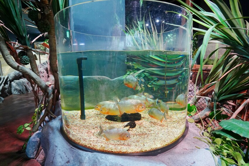 日本沖繩新型娛樂水族館、餵食預約、門票＆交通全解析｜DMM KARIYUSHI水族館完整攻略