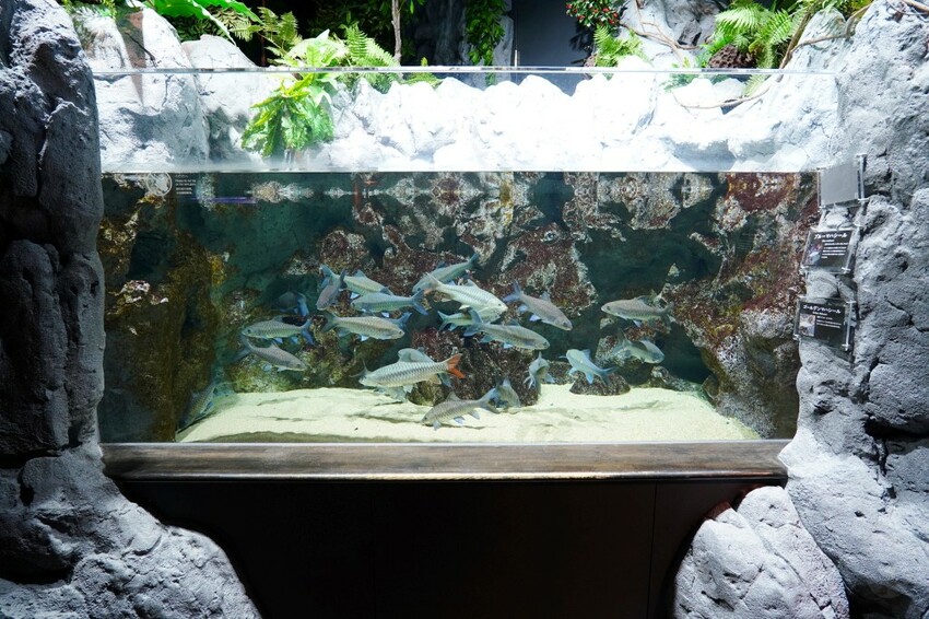 日本沖繩新型娛樂水族館、餵食預約、門票＆交通全解析｜DMM KARIYUSHI水族館完整攻略