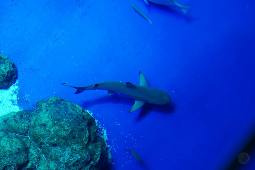 日本沖繩新型娛樂水族館、餵食預約、門票＆交通全解析｜DMM KARIYUSHI水族館完整攻略