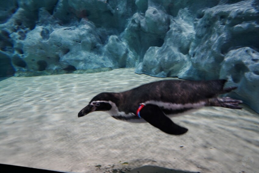 日本沖繩新型娛樂水族館、餵食預約、門票＆交通全解析｜DMM KARIYUSHI水族館完整攻略
