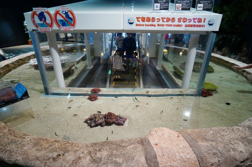 日本沖繩新型娛樂水族館、餵食預約、門票＆交通全解析｜DMM KARIYUSHI水族館完整攻略