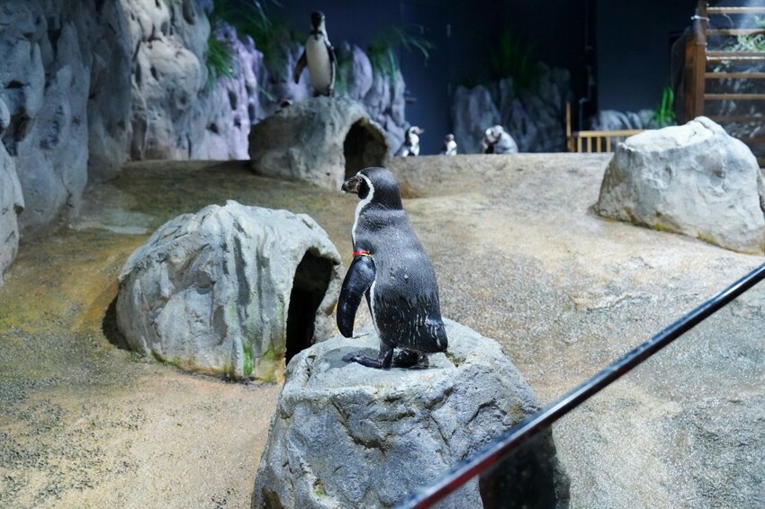 日本沖繩新型娛樂水族館、餵食預約、門票＆交通全解析｜DMM KARIYUSHI水族館完整攻略
